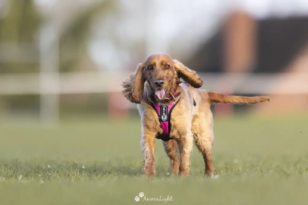 AnimaLight Mel TingDog 20241207 68.opti
