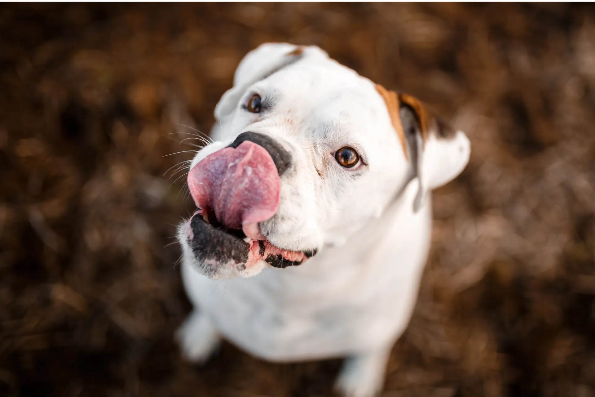 Meltingdog image 2000p