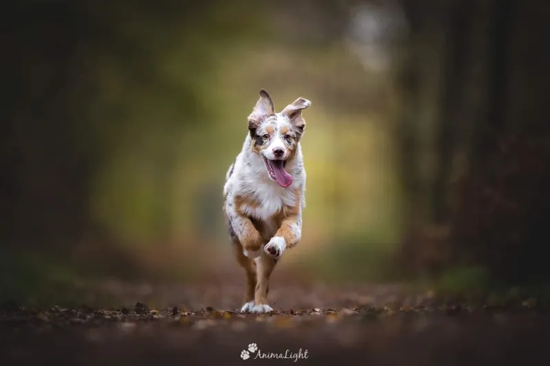 Meltingdog image 800p