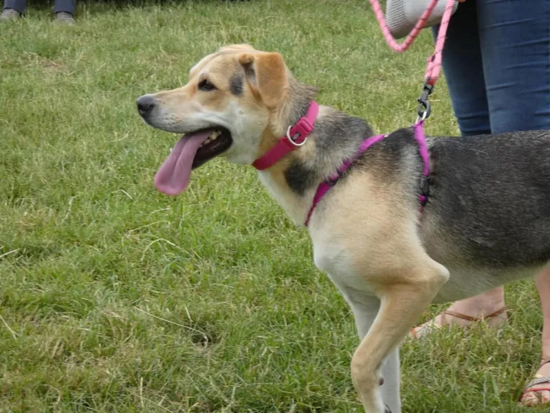Meltingdog image 800p